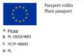 ŚWIERK BIAŁY ECHINIFORMIS