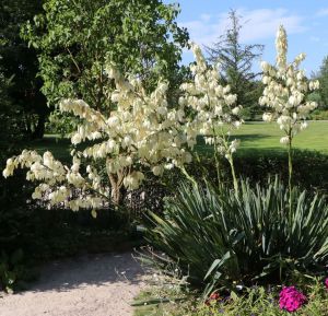 Schnurbaum YUCCA FILAMENTOSA