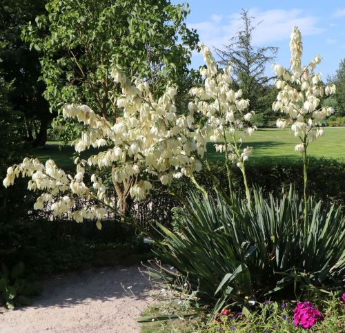 Schnurbaum YUCCA FILAMENTOSA