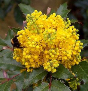 Mahonia gewöhnlich