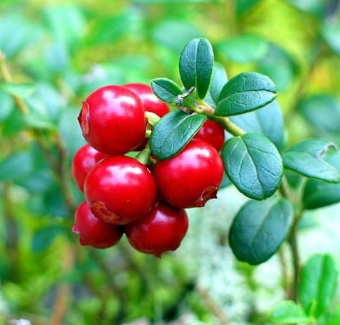 Preiselbeere KORALLE