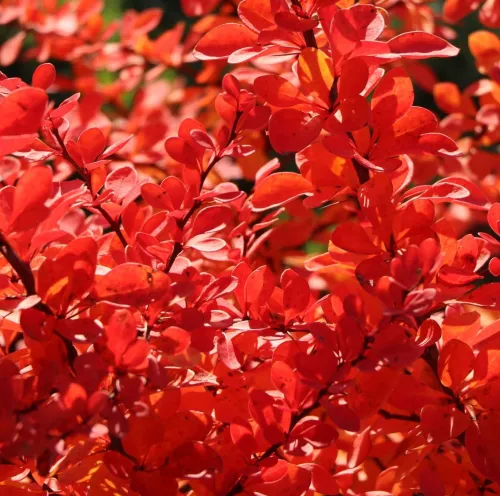 Berberis thunbergii  Orangina
