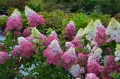 Hortensja bukietowa FRAISE MELBA