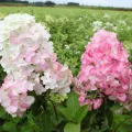 Hortensja bukietowa FRAISE MELBA