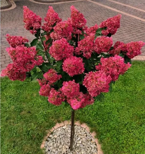 Rispenhortensie Fraise Melba auf Stamm 