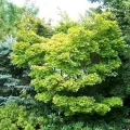 Klon SCHIRASAWY AUREUM