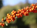 Ognik Szkarłatny GOLDEN CHARMER