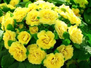 Primel DAY GLO YELLOW