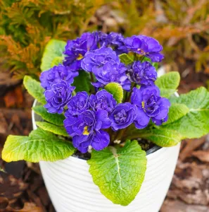 Primel OCEAN BLUE