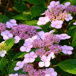 Tellerhortensie BARCA