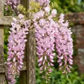 Wisteria glicynia ROSSELINA
