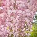 Wisteria glicynia ROSSELINA