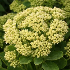 Sedum SUNKISSED