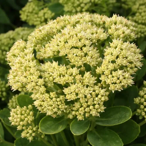 Sedum SUNKISSED