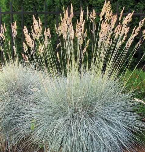 Walliser-Schwingel Buddy Blue