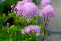 Rutewka orlikolistna NIMBUS PINK