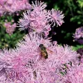 Rutewka orlikolistna NIMBUS PINK