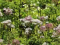 Rutewka orlikolistna NIMBUS WHITE