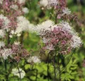 Rutewka orlikolistna NIMBUS WHITE