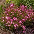 Gaura SISKIYOU PINK