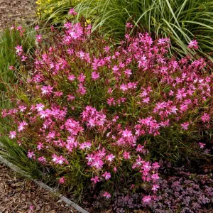 Prachtkerze SISKIYOU PINK