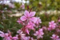 Gaura SISKIYOU PINK