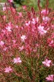 Gaura SISKIYOU PINK
