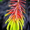 Trytoma RUFA RASTA