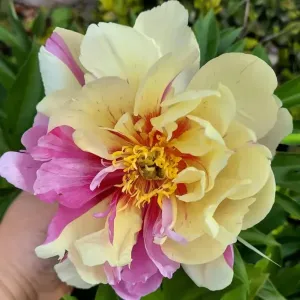 Pfingstrose ITOH LEMON DREAM