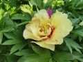Piwonia ITON LEMON DREAM