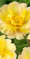 Piwonia ITON LEMON DREAM
