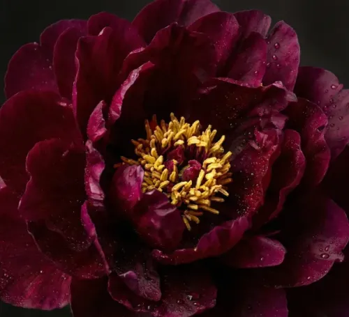 Pfingstrose BLACK BEAUTY