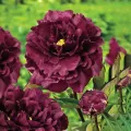 Piwonia BLACK BEAUTY