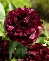 Piwonia BLACK BEAUTY