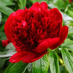 Pfingstrose RED CHARM