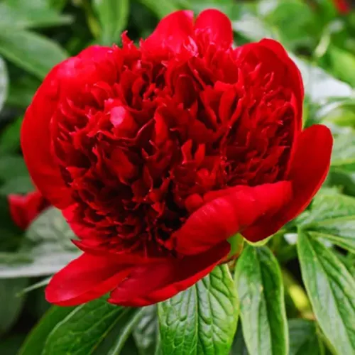 Pfingstrose RED CHARM