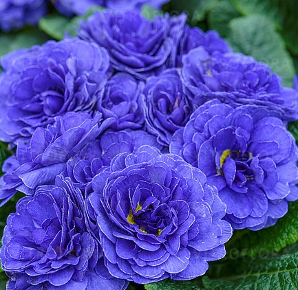 Primel BELARINA BLUE CHAMPION