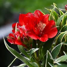 Inkalilie RED