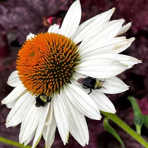 Sonnenhut KISMET WHITE