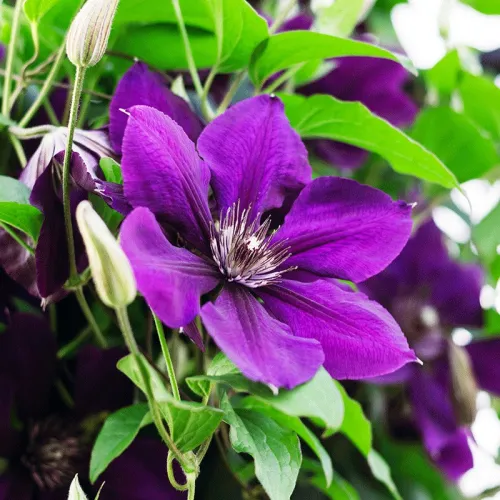 Clematis MASA