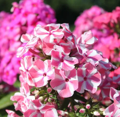 Hoher Stauden-Phlox TWIST