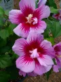 Hibiskus PURPLE PILLAR