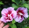 Hibiskus PURPLE PILLAR