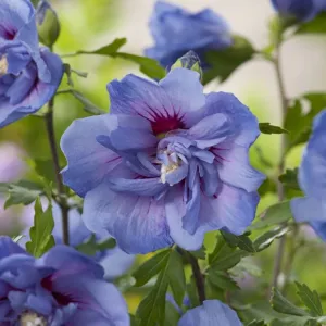 Garteneibisch Blue Chiffon als Hochstamm