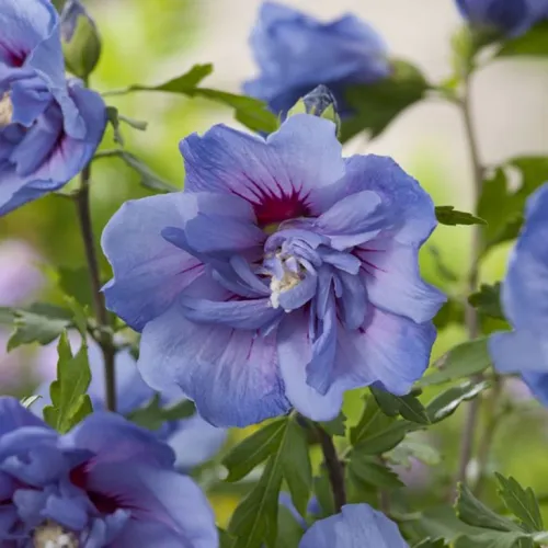 Garteneibisch Blue Chiffon als Hochstamm