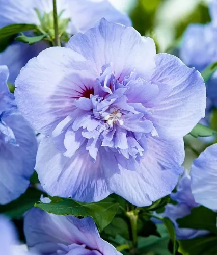 Garteneibisch Blue Chiffon als Hochstamm