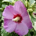 Hibiskus VAN GOGH