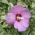 Hibiskus VAN GOGH