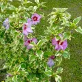 Hibiskus VAN GOGH
