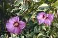Hibiskus VAN GOGH
